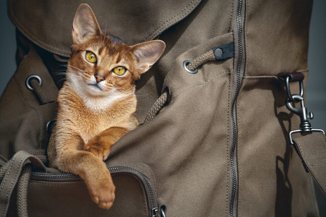 Brown cat sitting in the backpacker