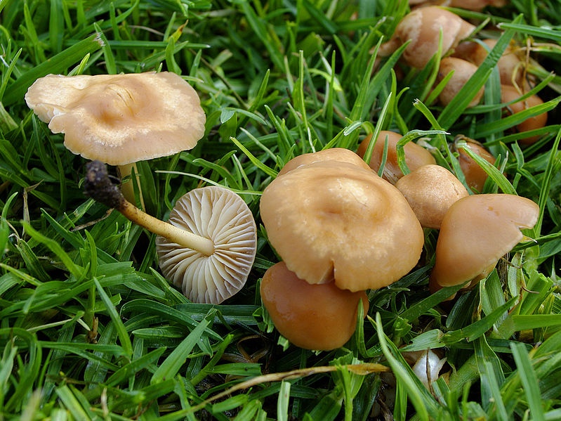 Marasmius_oreades_ Créditos Lord Mayonnaise
