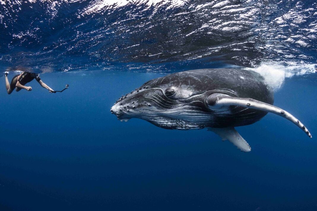Ballenas_Rurutu y Tubuai © Grégoire Le Bacon
